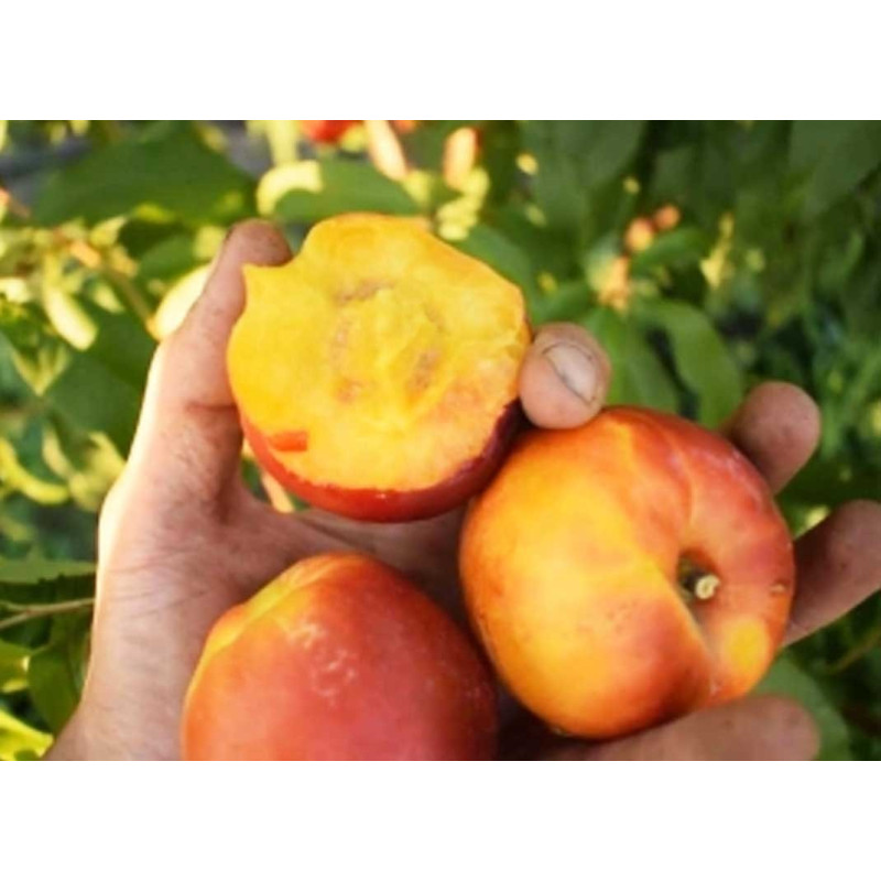 Саджанець нектарина Ванг 8 — ранній, десертний, соковитий сорт