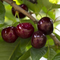 Саджанець вишні Жадана — великоплідна, самоплідна, рання