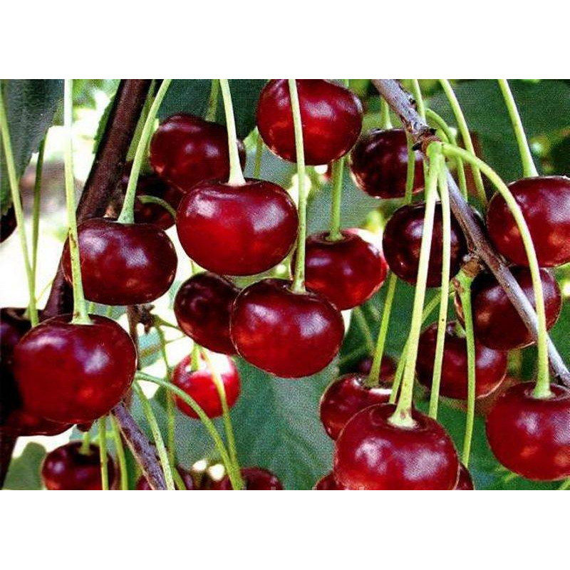 Саджанець вишні Лютовка — середньостигла, самоплідна, урожайна