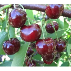 Саджанець вишні Ерді Великоплідна — самоплідна, високоврожайна, середньопізня
