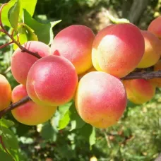 Саджанець абрикоса Червонощокий — середньопізній, великоплідний, десертний сорт