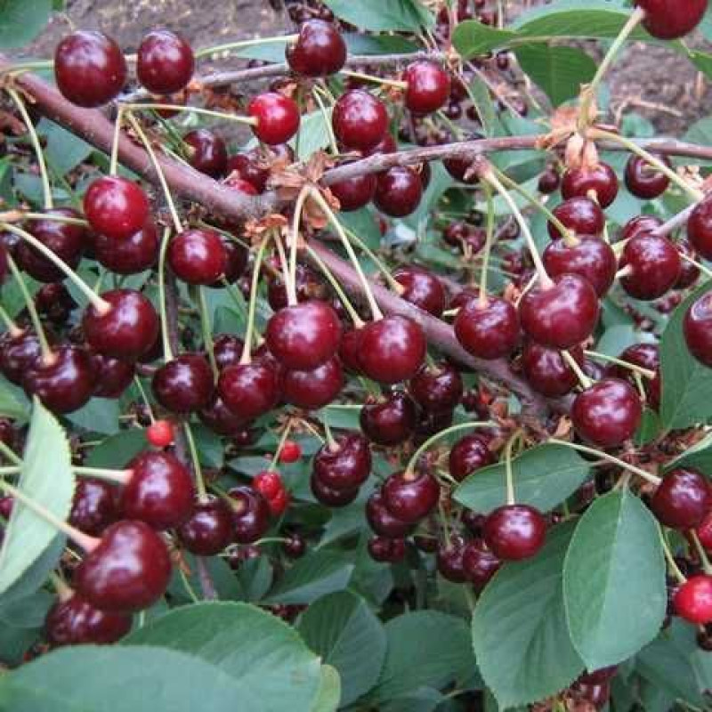 Саджанець вишні Лютовка — середньостигла, самоплідна, урожайна