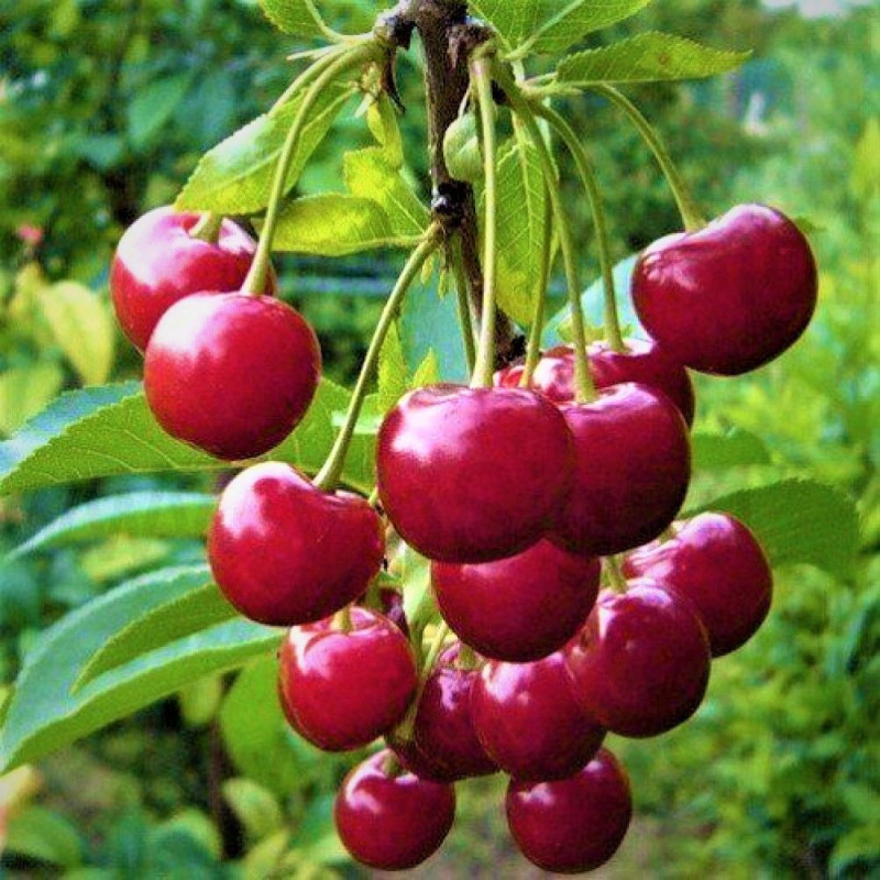 Саджанець вишні Ерді Великоплідна — самоплідна, високоврожайна, середньопізня