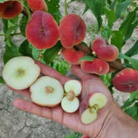 Саджанець персика Уфо 3 — середньоранній, великоплідний, десертний сорт