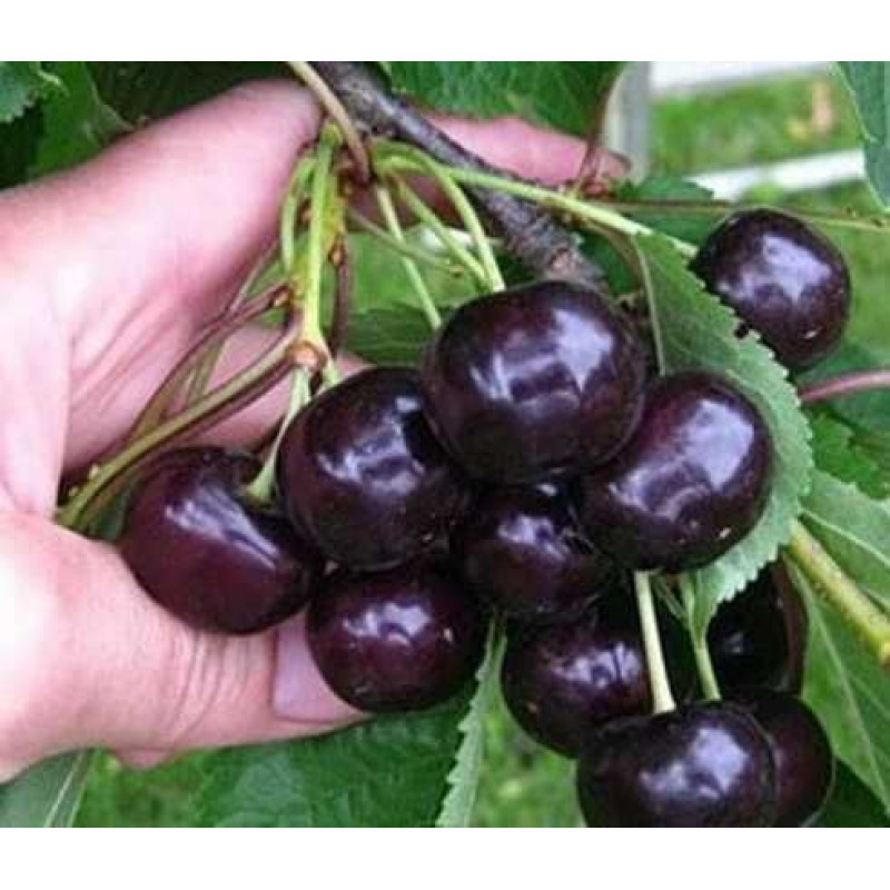 Саджанець вишні Чорнокорка — десертна, самоплідна, середньостигла