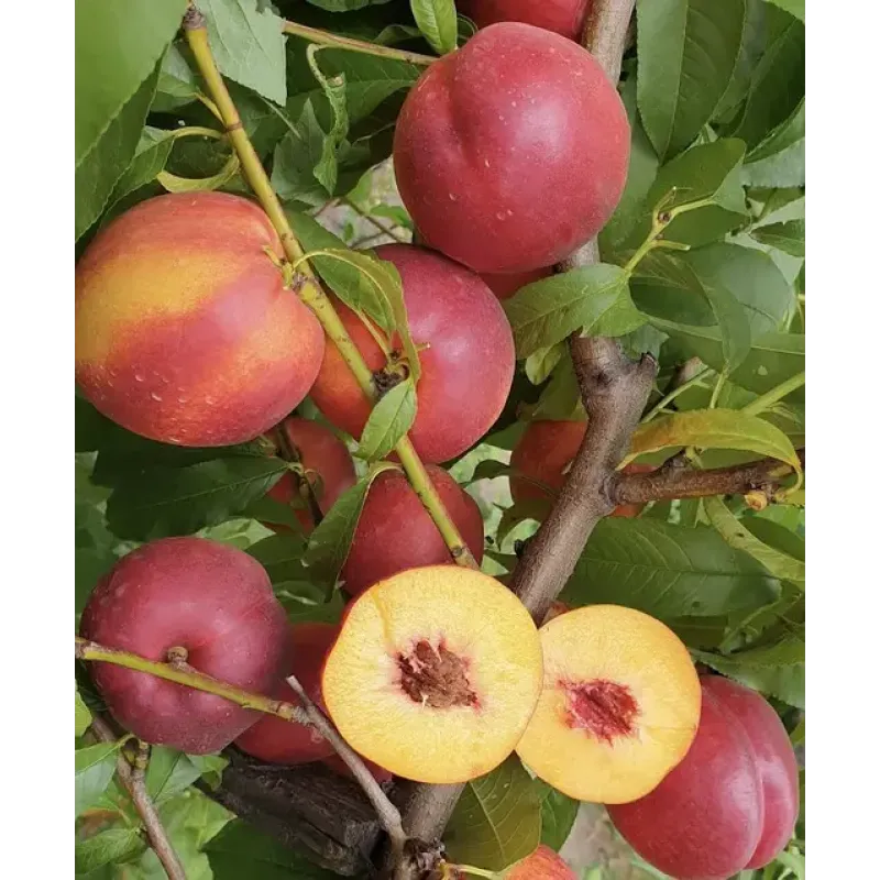 Саджанець нектарина Рубіновий — середньоранній, соковитий, ароматний сорт