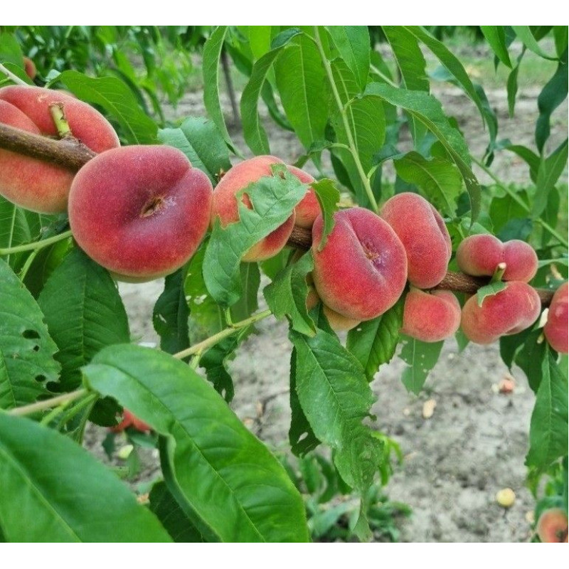 Саджанець персика Уфо 3 — середньоранній, великоплідний, десертний сорт