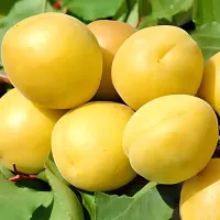 Саджанець абрикоса Шалах — середньоранній, великоплідний, десертний сорт