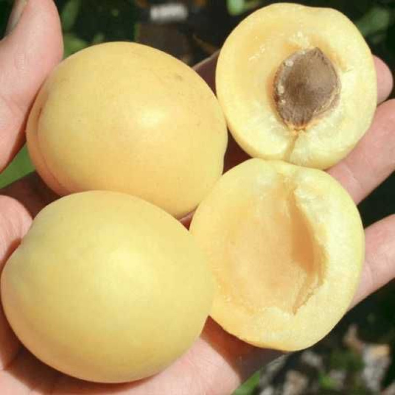 Саджанець абрикоса Шалах — середньоранній, великоплідний, десертний сорт