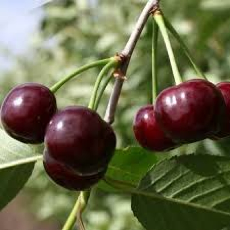 Саджанець вишні Жадана — великоплідна, самоплідна, рання