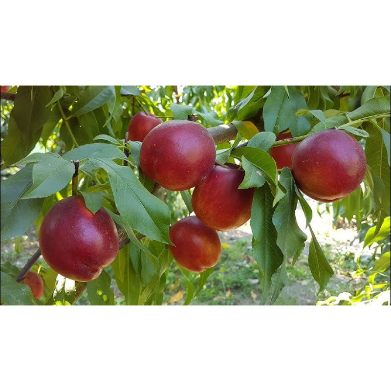Саджанець нектарина Рубіновий — середньоранній, соковитий, ароматний сорт
