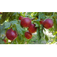 Саджанець нектарина Рубіновий — середньоранній, соковитий, ароматний сорт