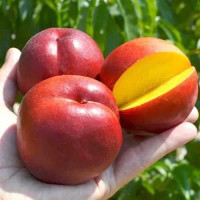 Саджанець нектарина Рубіновий — середньоранній, соковитий, ароматний сорт