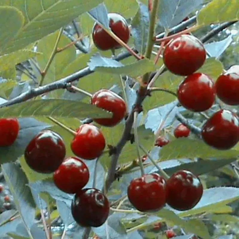 Саджанець вишні Жадана — великоплідна, самоплідна, рання