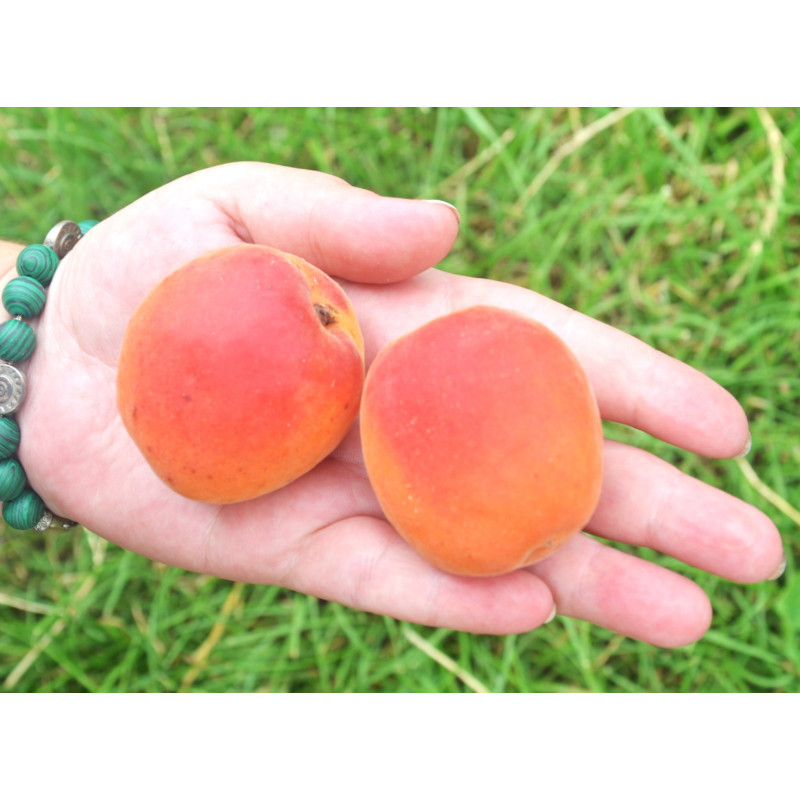 Саджанець абрикоса Червонощокий — середньопізній, великоплідний, десертний сорт