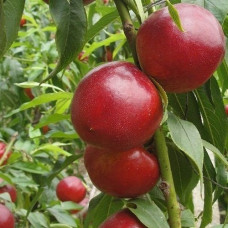 Саджанець нектарина Ванг 8 — ранній, десертний, соковитий сорт