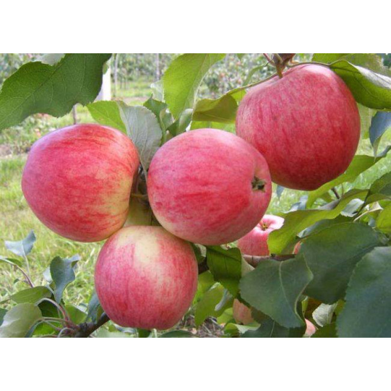 Саджанець яблуні Ерлі Женєва — надранній літній сорт