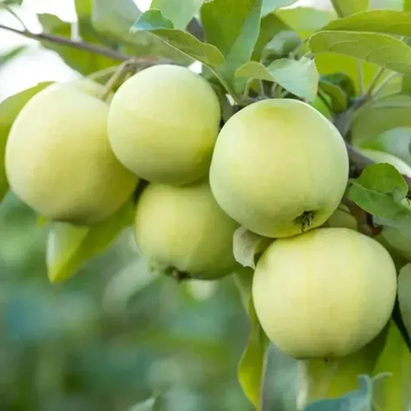 Саджанець яблуні Папирівка — ранній літній сорт