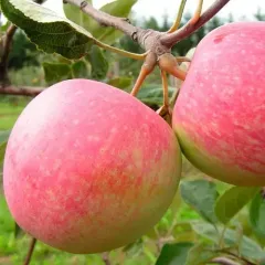 Саджанець яблуні Слава переможцям— осінній сорт