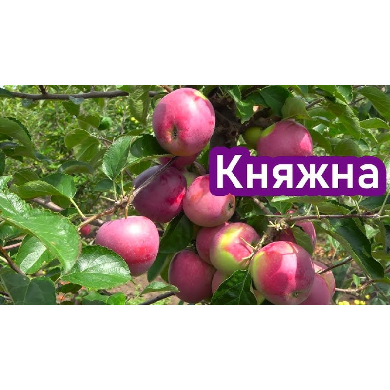 Саджанець яблуні Княжна — літній сорт
