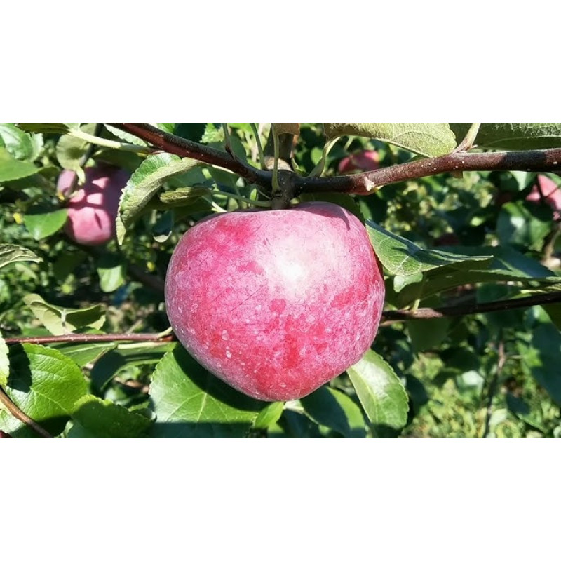 Саджанець яблуні Княжна — літній сорт