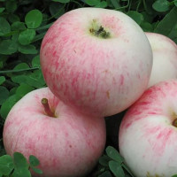Саджанець яблуні Маліновка — осінній сорт
