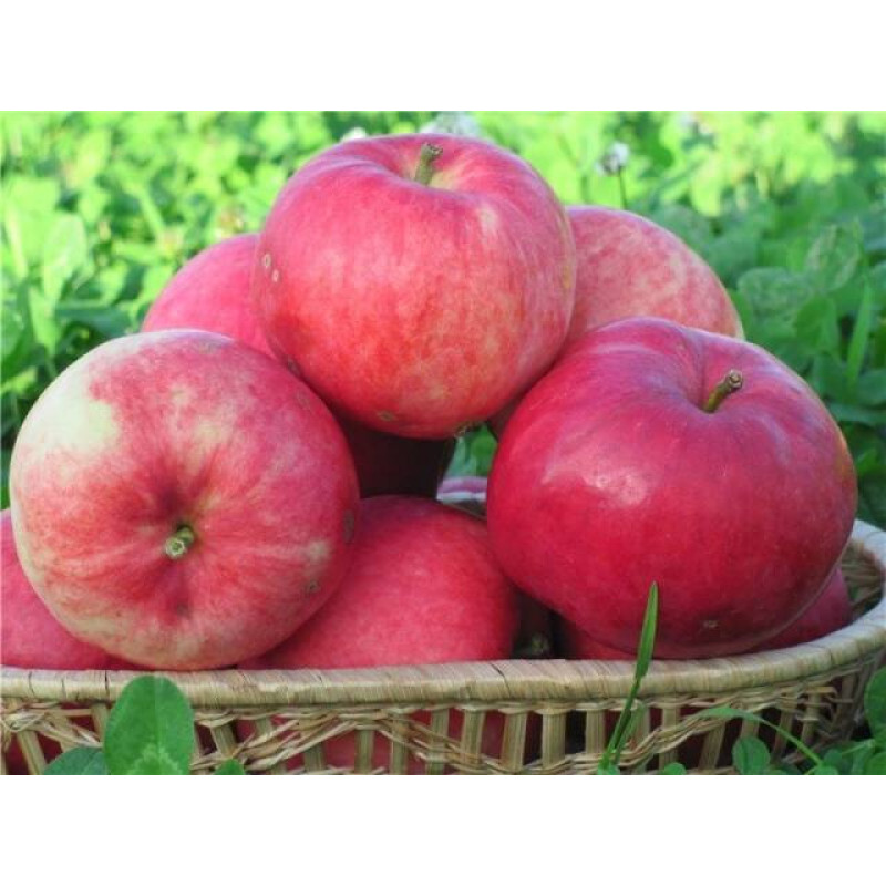 Саджанець яблуні Мантет — ранній літній сорт