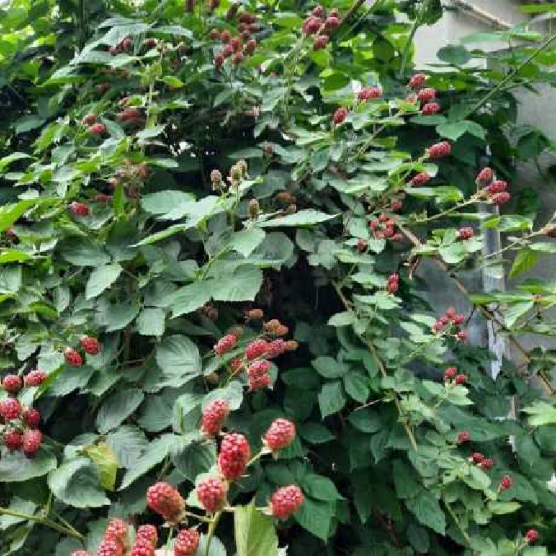 Саджанець ожини Натчез — великоплідна, безколюча