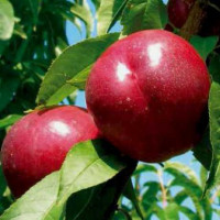 Саджанець нектарина Біг Топ — пізній, великоплідний, десертний сорт