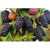 Саджанець ожини Натчез — великоплідна, безколюча