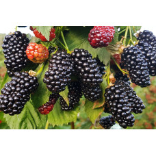 Саджанець ожини Натчез — великоплідна, безколюча