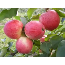 Саджанець яблуні Мантет — ранній літній сорт