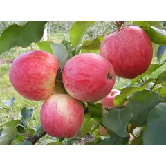 Саджанець яблуні Мантет — ранній літній сорт