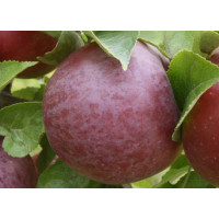 Саджанець яблуні Княжна — літній сорт