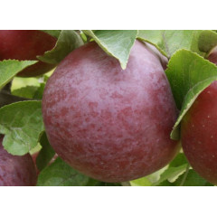 Саджанець яблуні Княжна — літній сорт