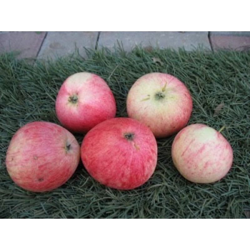 Саджанець яблуні Маліновка — осінній сорт