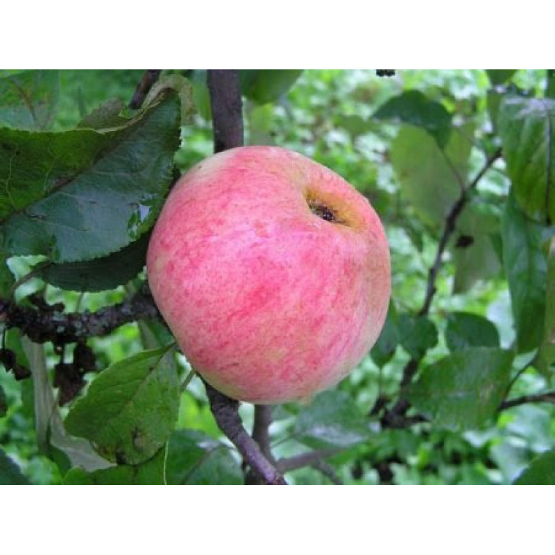 Саджанець яблуні Маліновка — осінній сорт