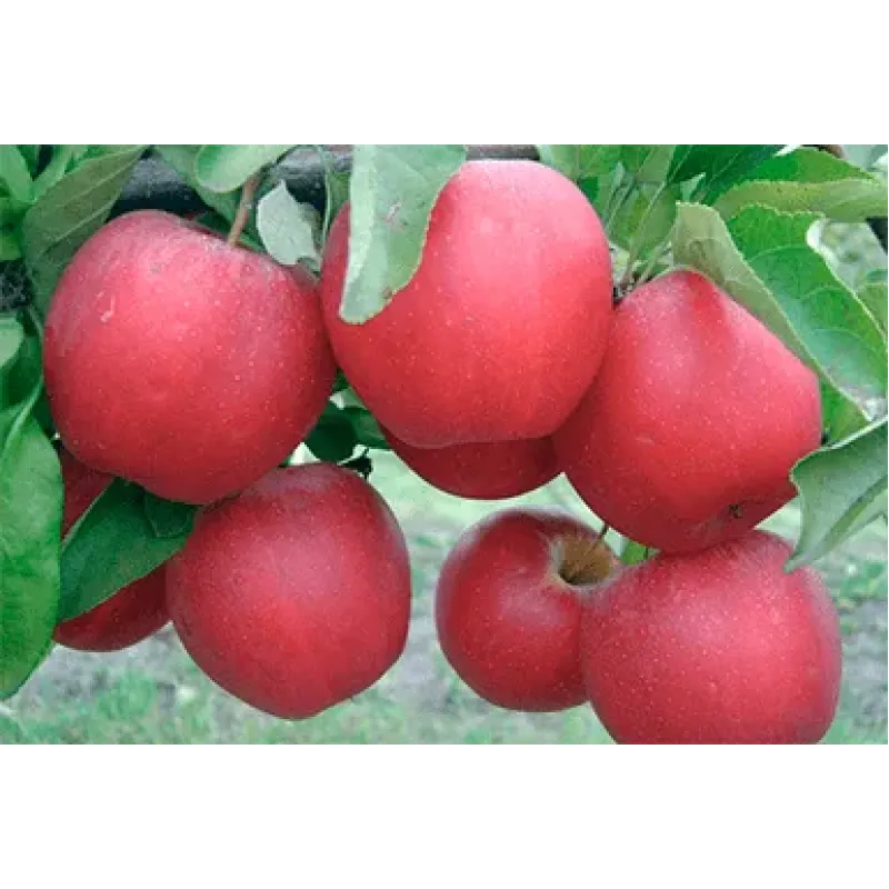 Саджанець яблуні Гала Маст — зимовий сорт