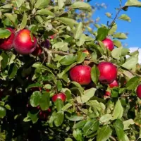 Саджанець яблуні Секая Ші — зимовий сорт