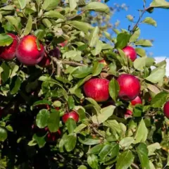 Саджанець яблуні Секая Ші — зимовий сорт