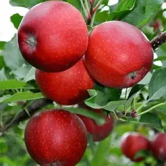 Саджанець яблуні Гала Маст — зимовий сорт