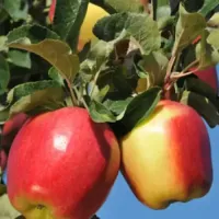 Саджанець яблуні Амброзія — зимовий сорт