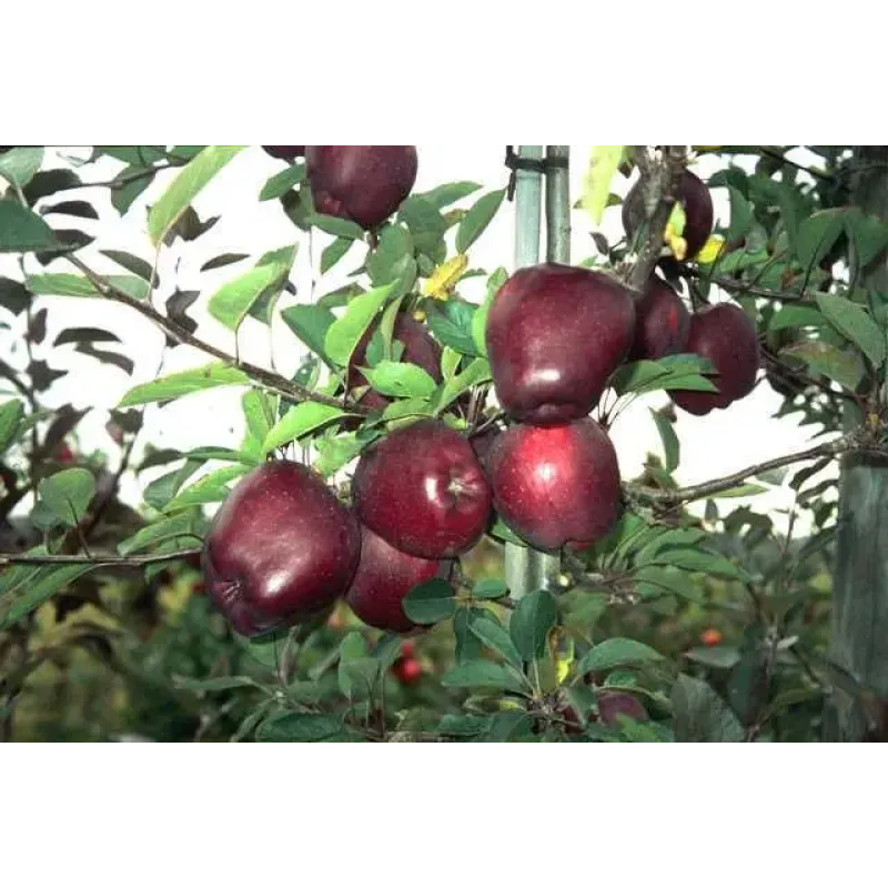 Саджанець яблуні Джероміні — зимовий сорт