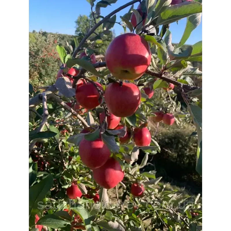 Саджанець яблуні Амброзія — зимовий сорт