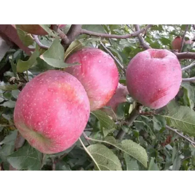 Саджанець яблуні Флоріна — зимовий сорт