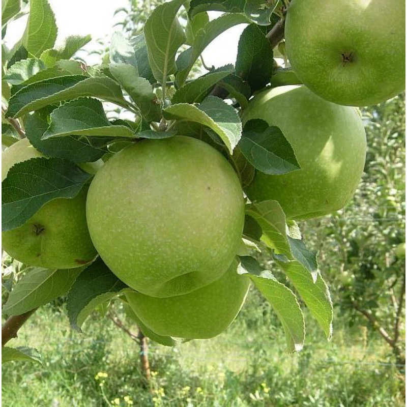 Саджанець яблуні Каштеля — зимовий сорт