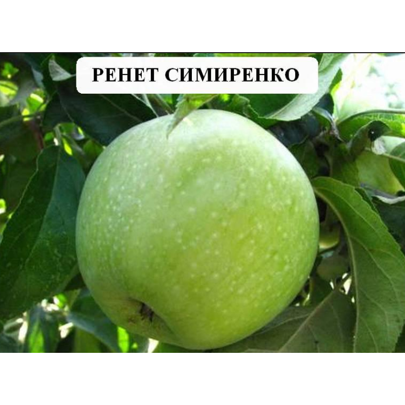 Саджанець яблуні Симеренко — зимовий сорт