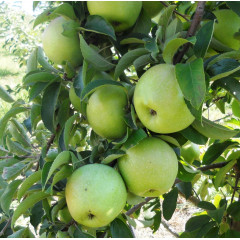 Саджанець яблуні Симеренко — зимовий сорт