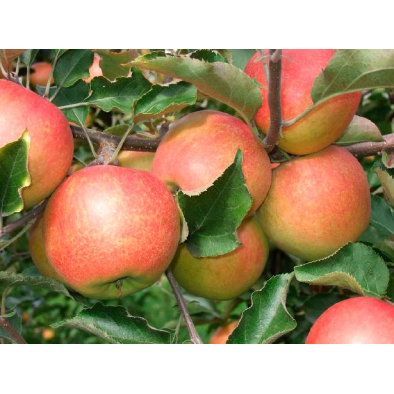 Саджанець яблуні Джонаголд — зимовий сорт