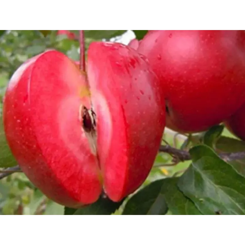 Саджанець яблуні Ред Лав Ера — зимовий сорт